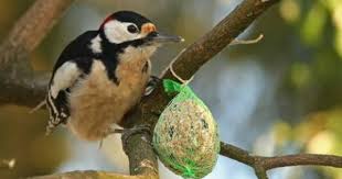 Vogelfutterung Rund Ums Jahr Aktuelles Sielmann Stiftung Einheimische Vogel Vogel Im Garten Tiere