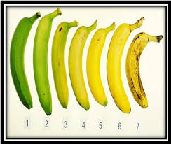 A Ripening Stages Of Banana Fruit 1 7 Completely