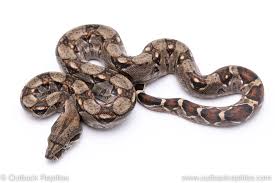 Sammen med columbian boas, er central american boas ofte omtalt af dyrebutikker som fælles boas. Ghost Boa For Sale Outback Reptiles