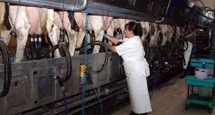 Mama hraneste vacile, tata aduce laptele. Ferma De Vaci De Lapte Doi Frati Au Pornit De Jos Si Au Acum O Afacere De Milioane De Euro