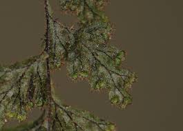 Image result for Hymenophyllum triangulare