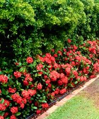 Check spelling or type a new query. Maui Red Ixora 3 Gallon Shrub Tropical Perennial Tropical Plants Flowering Gardener Direct