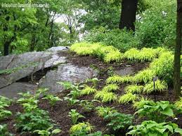 Pin By Ingle Larkin On Ogrod Lesny Woodland Shade Garden Japanese Forest Grass Woodland Garden Shade Garden