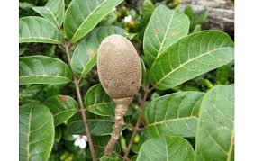 Image result for Vaccinium madagascariense