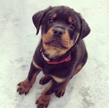I See Your Babies How About My Baby Rottweiler R Aww