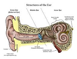 The ear is made up of three parts: Hearing And The Structure Of The Ear