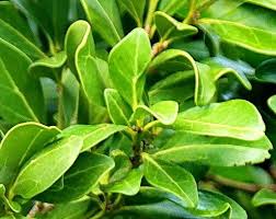 Image result for Psydrax