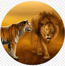 Please contact us if you want to publish a brisbane lions wallpaper on our site. Wallpapers Of Tigers And Lions Dekstop Wallpaper Hd Lion And Tiger Face To Face Png Image With Transparent Background Toppng