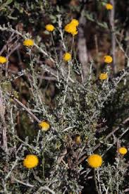 Image result for Pentzia