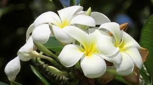 Top Fragrant Houseplants In 2020 With Images Fragrant Plant Frangipani Container Gardening Vegetables