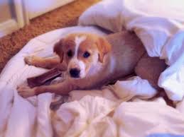 Golden retriever puppies texas craigslist san antonio. Golden Retriever For Sale San Antonio Tx