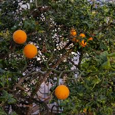 Image result for Citropsis