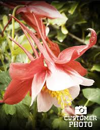 Image result for Aquilegia vulgaris Tower Mix