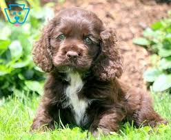 As a puppy, using a brush at the same time as. Cocker Spaniel Puppies For Sale Puppy Adoption Keystone Puppies Spaniel Puppies Cocker Spaniel Puppies Spaniel Puppies For Sale