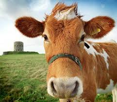 If God Did Not Intend For Us To Eat Animals Then Why Did He Make Them Out Of Meat We Named The Dog Indiana