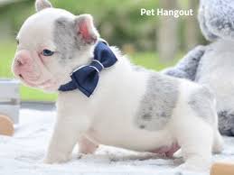 Breeder of rare sized frenchies: The Teacup French Bulldog What You Need To Know