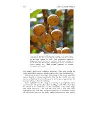 Image result for Uapaca nitida