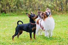 Room inspiration and decorating ideas. 30 Toy Dog Breed With Pictures Miniature Dogs Reader S Digest