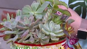 We don't offer grass, topsoil, trees, or shrubs. Cactus Xerophyte Society Show And Sale Youtube