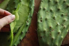 Spines are one of the most notable features in cactuses. 6 Benefits Of Cactus Fruit Also Known As Prickly Pear Livestrong Com Cactus Leaves Cactus Benefits Eat