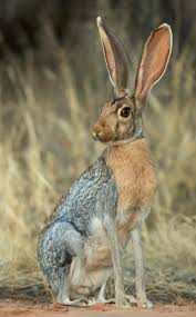 Jack Rabbit Animals Cute Animals Animals Beautiful