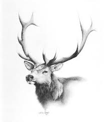 The Prince Elk By Bill Langis Pencil Drawings Of Animals Elk Drawing Deer Art