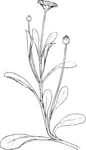 Maybe you would like to learn more about one of these? Field Daisy Plant Flower Clip Art Clipart Images