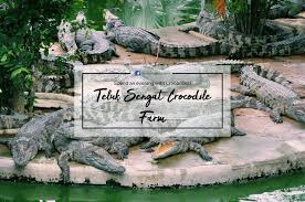 Visit to the crocodile farm of teluk sengat crocodile farm. Facebook