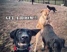 Trainpetdog.com has been visited by 10k+ users in the past month 5 Reasons Dogs Hump That Have Nothing To Do With S E X Barkpost