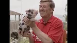Search within the thousand guinea pig breeds available on gumtree: Pennywell Farm Devon Tourist Attraction