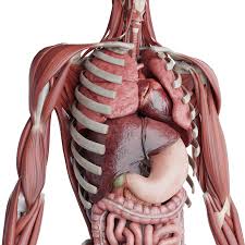 Image result for internal organs