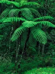 The tropical rainforest is a hot, moist biome where it rains all year long. Tropical Rainforest World Biomes The Wild Classroom