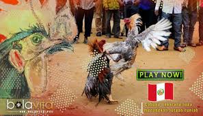 Ayam aduan yang satu ini diketahui memiliki stamina dan pernafasan yang baik. Arena Sabung Ayam S128 Dari Peru Ayamvita Sabung Ayam Online Terbaru 2018