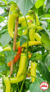 It is simple to grow wax. Hungarian Hot Wax Fatalii Seeds