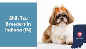Maybe you would like to learn more about one of these? 11 Shih Tzu Breeders In Indiana In Shih Tzu Puppies For Sale Animalfate