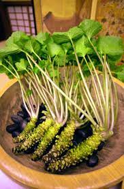 Wasabi All Things You Need To Know About Japanese Wasabi - Living Nomads Travel Tips Guides News Information In 2021 Wasabi Planting Vegetables Vegetable Plants For Sale