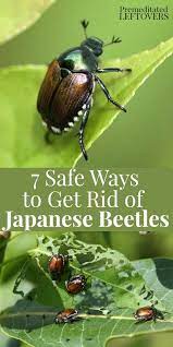 Want To Repel Japanese Beetles Use These Tips For How To Get Rid Of Japanese Beetles F Getting Rid Of Japanese Beetles Japanese Beetles Organic Gardening Tips