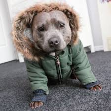Pin By Luis Perez Toro On Pitbulls Pitbulls Bull Terrier Pitbull Terrier