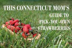 You can load the map to see all places where to pick strawberries in connecticut, ct for a better overview and navigation. Pick Your Own Strawberries In Connecticut
