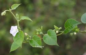 Image result for Jacquemontia paniculata
