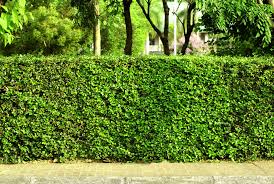 In very hot climates plant in. What Are Living Fences And What Are Their Benefits Fencecorp