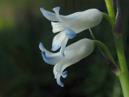 Hyacinthus Tabrizianus Beautiful Flowers Beautiful Flowers Garden Lavender Flowers
