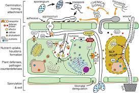 Maybe you would like to learn more about one of these? Plantae Review Exchanges At The Plant Oomycete Interface That Influence Disease Plant Physiol Plantae