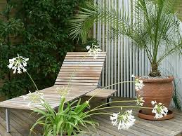 Direct sun container plants for full sun and heat. How To Grow Tropical Plants In Containers