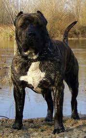 pin on apbt bully breeds