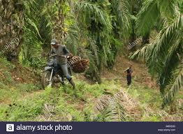 Homehari raya aidilfitriexclusive ringgitplus raya campaign 2018 faq. Nagan Raya Aceh Indonesien 6 Mar 2018 Ein Arbeiter Bringt Palm Ol Ernte Aus Der Palmolplantage In Alue Bilie Dorf In Aceh Indonesien Ist Der Grosste Produzent Von Palmol In Der Welt