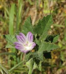 Image result for Malva parviflora