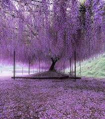 Image result for Wisteria