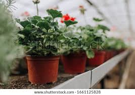 At phenomenal discounts, purchasing such stunning wholesale potted flowers has never been so easy. Shutterstock Puzzlepix