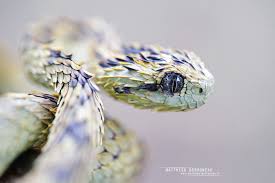 Underground reptiles supplies some of the best venomous animals for sale including cobras, rattlesnakes, vipers, and more. Photos Of African Hairy Bush Viper Atheris Hispida Inaturalist